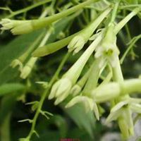 微信夜来香头像_高清夜来香花朵图片大全