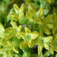 微信夜来香头像_高清夜来香花朵图片大全