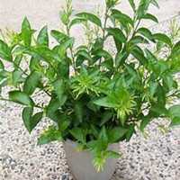 微信夜来香头像_高清夜来香花朵图片大全