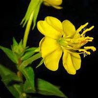 微信夜来香头像_高清夜来香花朵图片大全