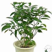 微信夜来香头像_高清夜来香花朵图片大全