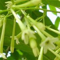 微信夜来香头像_高清夜来香花朵图片大全