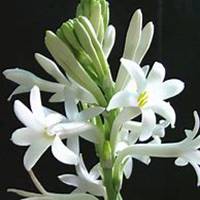 微信夜来香头像_高清夜来香花朵图片大全