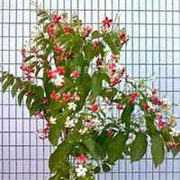 微信夜来香头像_高清夜来香花朵图片大全