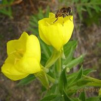 微信夜来香头像_高清夜来香花朵图片大全
