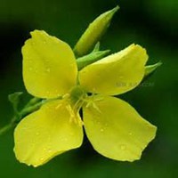 微信夜来香头像_高清夜来香花朵图片大全