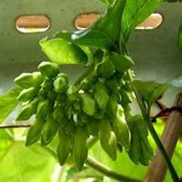 微信夜来香头像_高清夜来香花朵图片大全