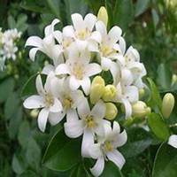 微信夜来香头像_高清夜来香花朵图片大全