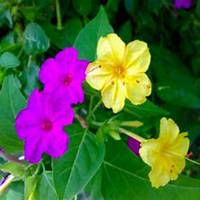 微信夜来香头像_高清夜来香花朵图片大全