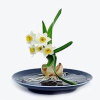 微信头像水仙花