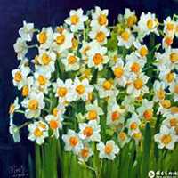 微信头像水仙花