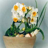 微信头像水仙花