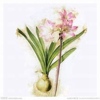 微信头像水仙花