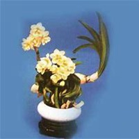 微信头像水仙花