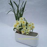 微信头像水仙花