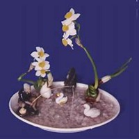 微信头像水仙花