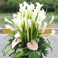 微信头像水仙花