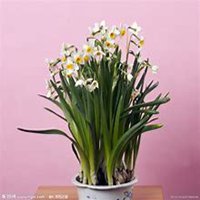 微信头像水仙花