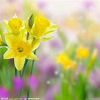 微信头像水仙花