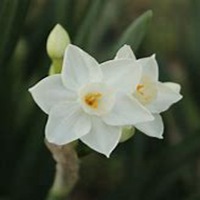 微信头像水仙花