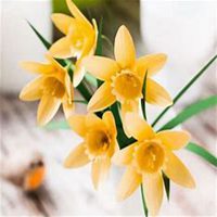 微信头像水仙花