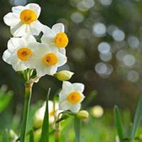 微信头像水仙花