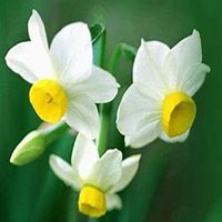 微信头像水仙花