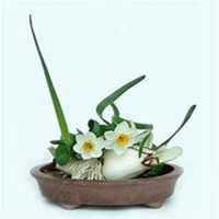 微信头像水仙花