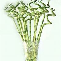 微信富贵竹头像_高清富贵竹花朵图片大全