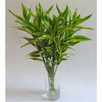 微信富贵竹头像_高清富贵竹花朵图片大全