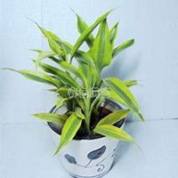 微信富贵竹头像_高清富贵竹花朵图片大全