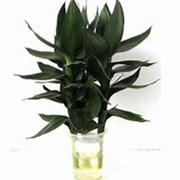 微信富贵竹头像_高清富贵竹花朵图片大全