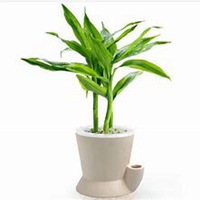 微信富贵竹头像_高清富贵竹花朵图片大全