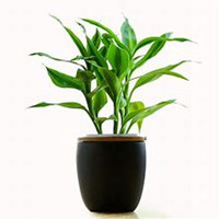 微信富贵竹头像_高清富贵竹花朵图片大全