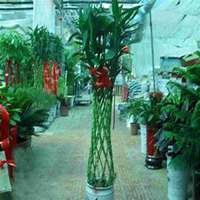 微信富贵竹头像_高清富贵竹花朵图片大全