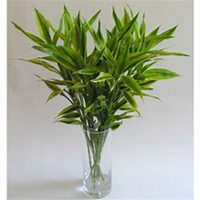 微信富贵竹头像_高清富贵竹花朵图片大全