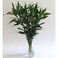 微信富贵竹头像_高清富贵竹花朵图片大全