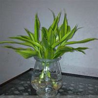 微信富贵竹头像_高清富贵竹花朵图片大全