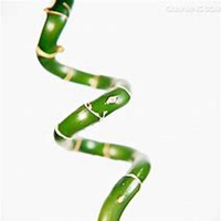 微信富贵竹头像_高清富贵竹花朵图片大全