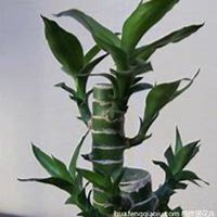 微信富贵竹头像_高清富贵竹花朵图片大全