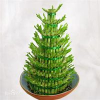 微信富贵竹头像_高清富贵竹花朵图片大全