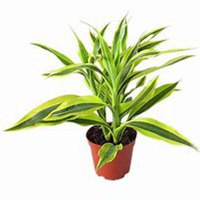 微信富贵竹头像_高清富贵竹花朵图片大全