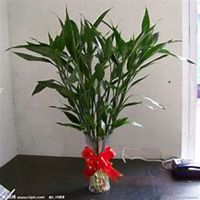 微信富贵竹头像_高清富贵竹花朵图片大全