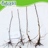 微信山楂树头像_高清山楂树微信头像