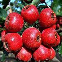 微信山楂树头像_高清山楂树微信头像