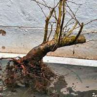 微信山楂树头像_高清山楂树微信头像