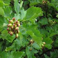 微信山楂树头像_高清山楂树微信头像