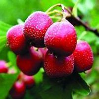 微信山楂树头像_高清山楂树微信头像