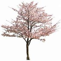 微信山楂树头像_高清山楂树微信头像