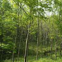 微信山楂树头像_高清山楂树微信头像